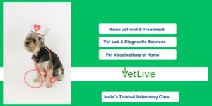 Home vet service