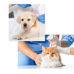 pet vaccination